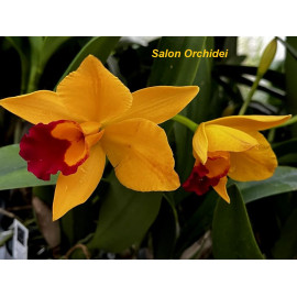 Rlc. Hsinying Sunbeam...