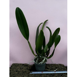 Rlc. Nij Forty Four (FS)