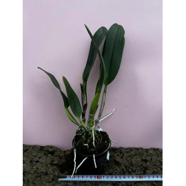 Rlc. Miss Thailand...