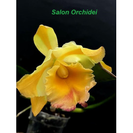 Rlc. Miss Thailand 'Amanda'...