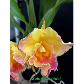 Rlc. Miss Thailand 'Mariya'...