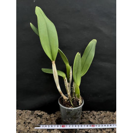 Rlc. Shinfong Golden Gem (FS)