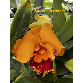 Rlc. Village Chief Triumph...