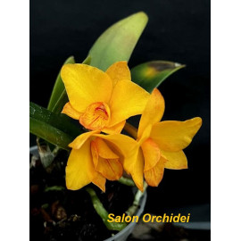 Slc. Candy Ball x S. cernua...