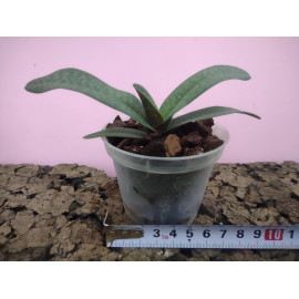 Paphiopedilum Lady Isabel x...