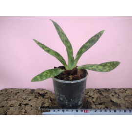 Paphiopedilum callosum var....