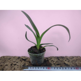 Paphiopedilum parishii x...