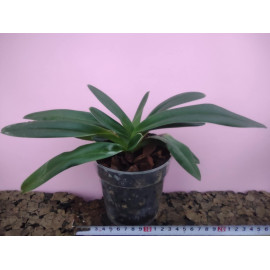 Paphiopedilum gratrixianum...