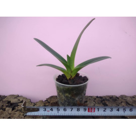 Paphiopedilum druryi (NFS)