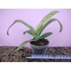 Paphiopedilum Yi-Ying Santa...