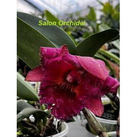 Rlc. Subprasert Red (FS)