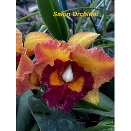 Rlc. Nakornchaisri Delight...