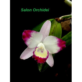 Sc. Cherry Bee 'Happy...