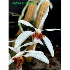 Holcoglossum wangii (FS)