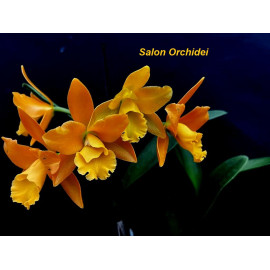 Rth. Ahchung Yoyo...