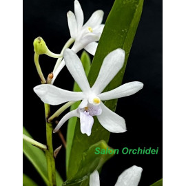 Vanda lilacina Purple Lip x...