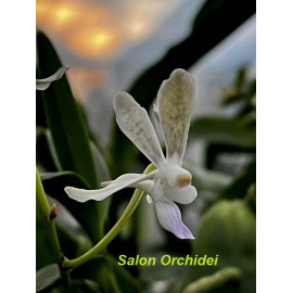 Vanda falcata x lamellata (FS)