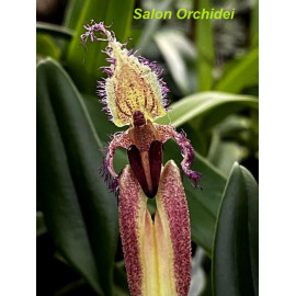 Bulbophyllum fascinator...