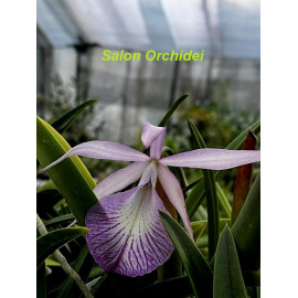 Bl. Morning Glory x nodosa...