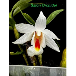 Dendrobium...