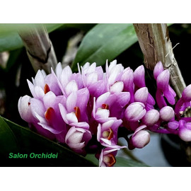 Dendrobium secundum x...
