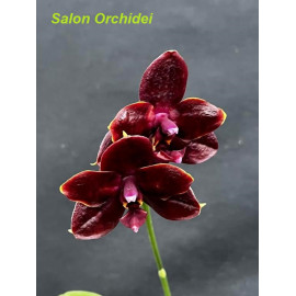 Phalaenopsis Sunrise Red...