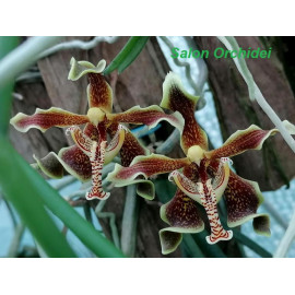 Paraphalaenopsis labukensis...