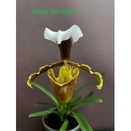 Paphiopedilum coccineum...