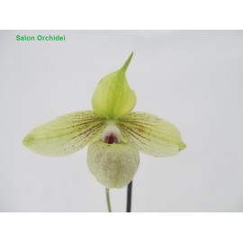 Paphiopedilum jackii (FS)