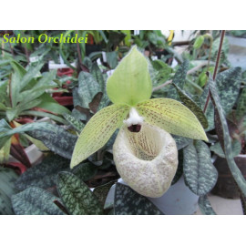Paphiopedilum malipoense (FS)