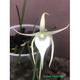 Angraecum popowii (FS)