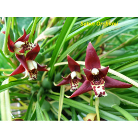 Maxillaria tenuifolia...