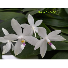 Phalaenopsis tetraspis C2...