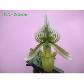 Paphiopedilum Luther...