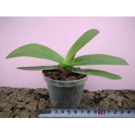 Paphiopedilum philippinense...