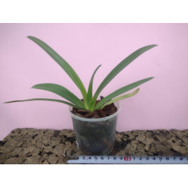 Paphiopedilum Harbinger's...