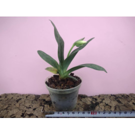 Paphiopedilum hennisianum...