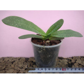 Paphiopedilum God's Saint...