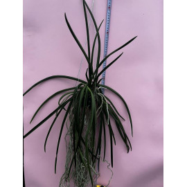 Sweetara Wong Yit Hoe (FS)