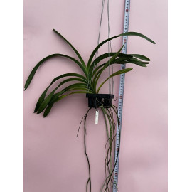 Vanda lombokensis (FS)