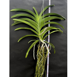 Vanda Uraiwan Belle (FS)