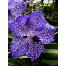 Vanda coerulea x Pakchong...