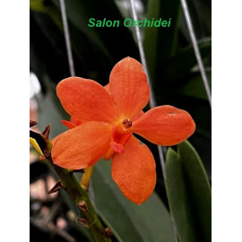 Renantanda Jairak Orange (FS)