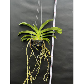 Rhynchostylis gigantea...