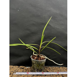 Renanthera bella x...