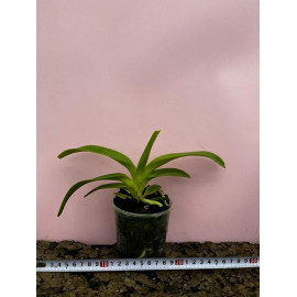 Aerides magnifica alba (FS)