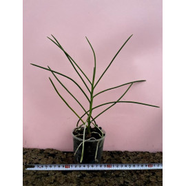 Holcoglossum rupestre x...