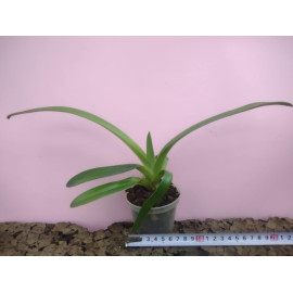 Paphiopedilum Sunlight...