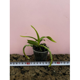 Vanda chirayupiniae (NFS)