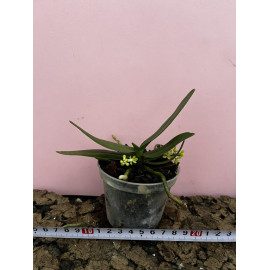 Pomatocalpa angustifolium...